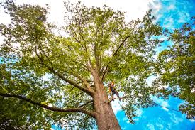 Reliable Monticello, IA Tree Services Solutions