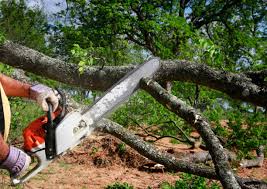 Best Commercial Tree Services  in Monticello, IA