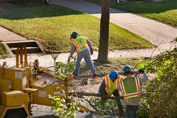 Best Lawn Drainage Solutions  in Monticello, IA