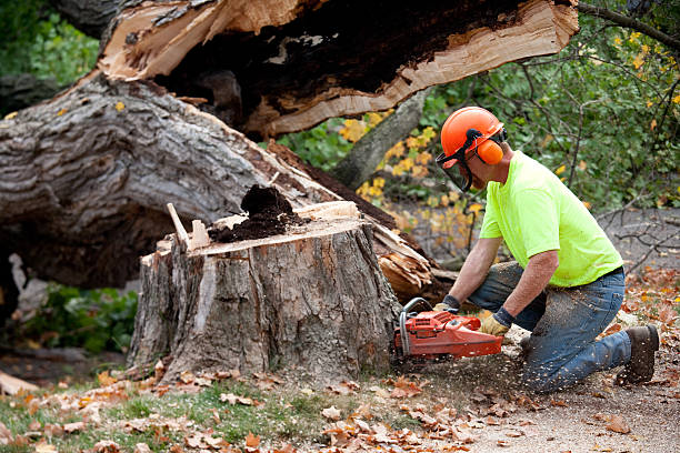 How Our Tree Care Process Works  in  Monticello, IA