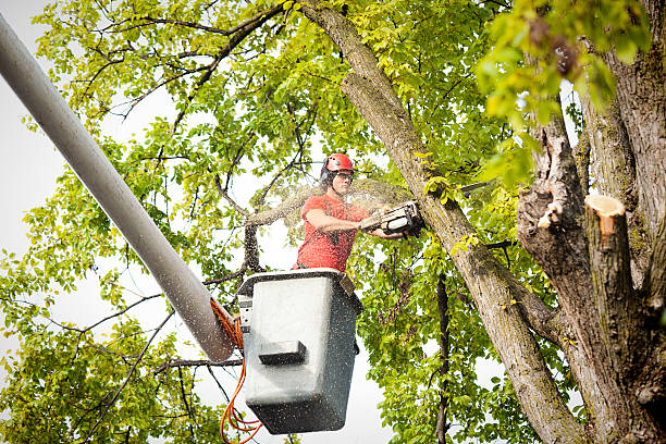 Best Leaf Removal  in Monticello, IA