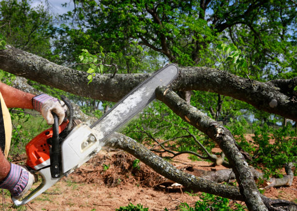 Best Arborist Consultation Services  in Monticello, IA